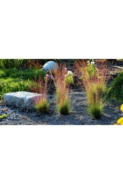 Вівсяниця блакитна/сиза ‘Валберла’ в контейнері